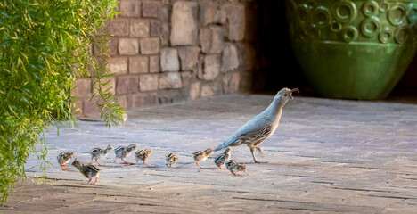 USA, Arizona, Buckeye. Mother Gambel's quail and newly hatched chicks.