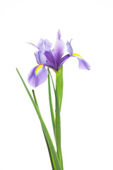 Perfect Iris flower on white background