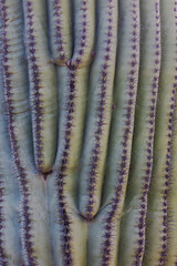 USA, Arizona, Catalina State Park, saguaro cactus, Carnegiea gigantea. Details of the saguaro cactus give rise to interesting patterns.
