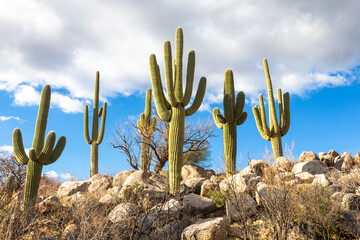 USA, Arizona, Catalina State Park, saguaro cactus, Carnegiea gigantea. The giant saguaro cactus...