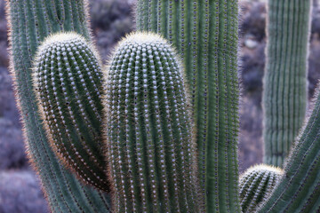 USA, Arizona, Catalina State Park, saguaro cactus, Carnegiea gigantea. A close up of the arms of the saguaro cactus.