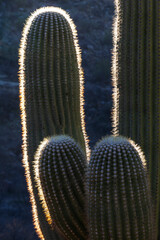 USA, Arizona, Catalina State Park, saguaro cactus, Carnegiea gigantea. Details of a giant saguaro cactus with backlighting detailing the spines.