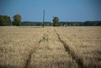 road to the field