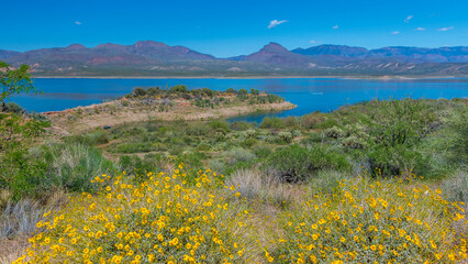 USA, Arizona. Flowers on scenic Theodore Roosevelt Lake on the Salt River. - obrazy, fototapety, plakaty