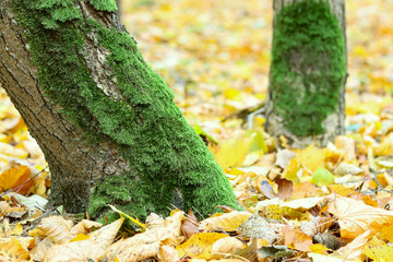 Two trees are covered with green moss, with fallen yellow leaves on the background