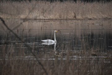 Whooper swan swimming on the Narewka River in the Bialowieza National Park. Backwaters of the river and horse mating season.