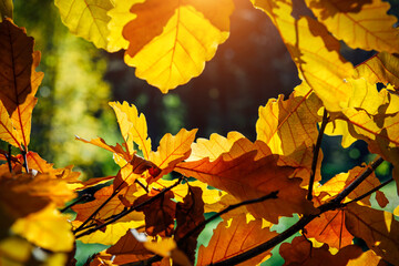 Naklejka na ściany i meble Yellow oak leaves in the sunlight, close-up. Abstract autumn background, space for copying.