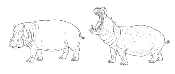 African hippopotamus drawing. Vector template for coloring with hippo.	