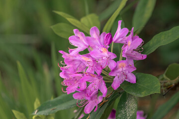 Rhododendron blooming, Stout Memorial Grove, Jedediah Smith Redwoods National and State Park, California