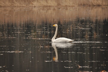 Whooper swan swimming on the Narewka River in the Bialowieza National Park. Backwaters of the river...