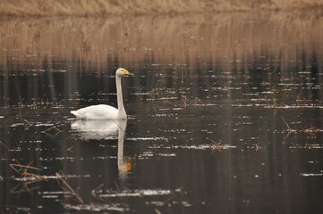 Whooper swan swimming on the Narewka River in the Bialowieza National Park. Backwaters of the river and horse mating season.