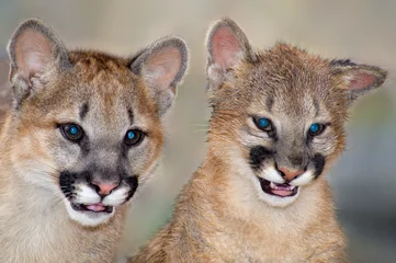 Raamstickers USA, California, Wildlife Waystation. Captive mountain lion cubs at rescue facility. © Danita Delimont