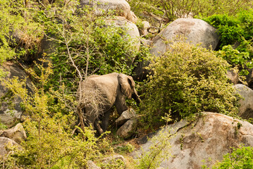 african elephant, Loxodonta, in the african bush