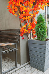 Green thuja growth in big wooden pot and bench on city street