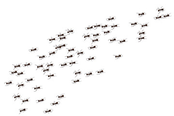 Black ant trail. Working insect curve group silhouettes isolated on white background. Vector illustration.