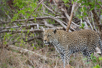 leopard, Panthera pardus, observing prey in the dense african bush