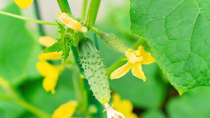 Organic gherkins grow on a branch in your vegetable garden. Growing cucumbers in the open field without using a greenhouse in the summer. A dietary product high in vitamins and minerals.