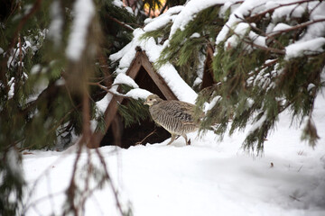 a portrait of golden pheasant walking in snow