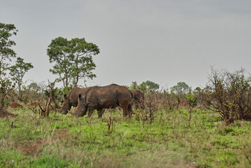 Naklejka premium Group of white rhinoceros or square lipped rhinoceros, Ceratotherium simum