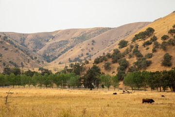 Fototapeta na wymiar USA, California, Kern County. Landscape of meadow and hills.