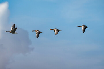 Flock detailed Geese flying in a beautiful blue sky. birds flying in the shape of. Animal themes,...