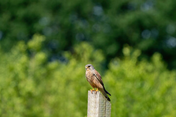 Detailed Kestrel, male, sits on the wooden pole, on a green background of leaves. The wild bird of prey European kestrel or Eurasian kestrel looks into the camera
