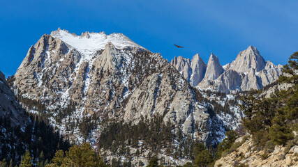 USA, California. View of Mt. Whitney and a soaring California Condor on the Eastern slope of the...