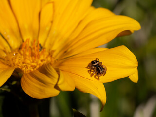 Jumping spider on gaillardia flower.