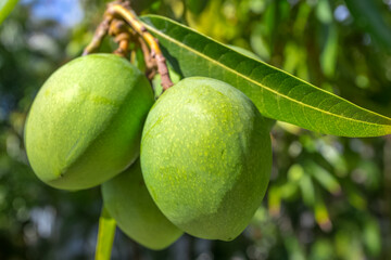 Grappe de mangues vertes 