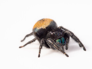 Male red jumping spider, Los Angeles, California