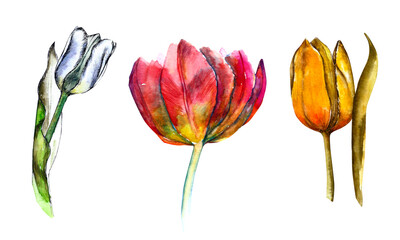 Yellow, red and blue tulips on white background. Spring floral set. Watercolor and graphic botanical illustration.