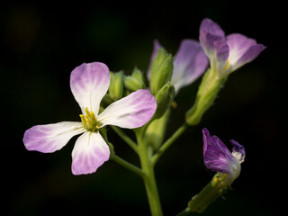 Wild radish (not native) flowers, Los Angeles, California. Tends to be a weed.