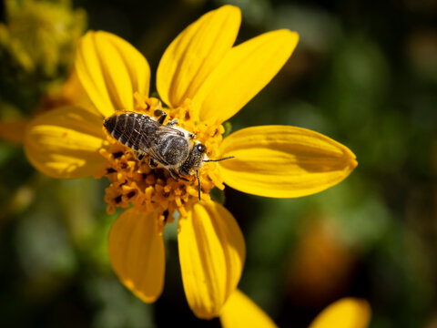 Native leafcutter bee on viguiera sunflower, Los Angeles, California