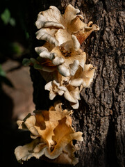 Photo of mushrooms on the tree.