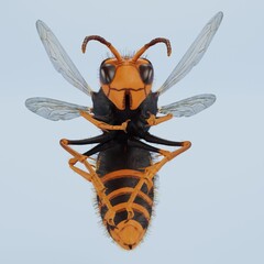 Realistic 3D Render of Asian Hornet