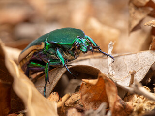 Jewel-like green fruit beetle (a scarab beetle), big but harmless, common in Los Angeles. - obrazy, fototapety, plakaty
