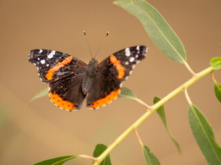 Red admiral butterfly on willow, Los Angeles, California - obrazy, fototapety, plakaty