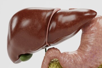 Realistic 3D Render of Human Digestive System