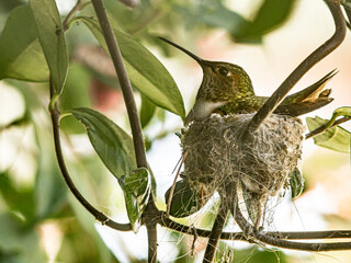 Mother on Anna's hummingbird nest in bougainvillea vine, Los Angeles, California © Danita Delimont