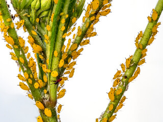 Abundance of aphids on milkweed plant, Los Angeles, California.