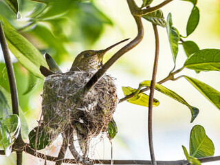 Mother on Anna's hummingbird nest in bougainvillea vine, Los Angeles, California