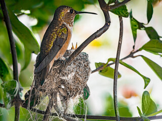 Mother with young, Anna's hummingbird nest in bougainvillea vine, Los Angeles, California