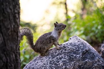 Squirrel on the rocks