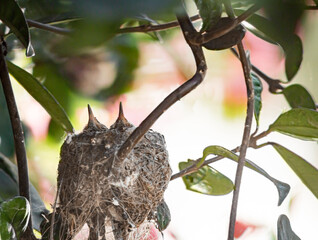 Young in Anna's hummingbird nest in bougainvillea vine, Los Angeles, California