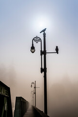 Crow sitting on a lamppost, looking up at another one, on a foggy morning along the Russian River