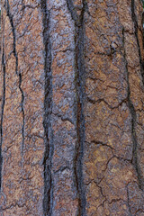 Obraz premium Autumn first snow in Yosemite National Park, California, USA.