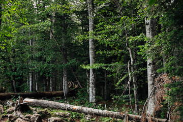 trees felled by strong winds in a green forest
