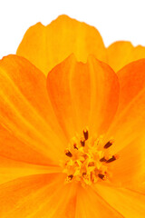A close-up of the bright orange flower of the Common Marigold isolated on a white background
