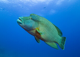 Napoleon fish
