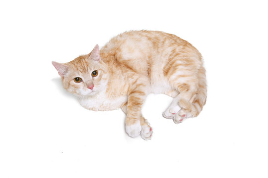Close-up portrait of fluffy cute red and white cat, pet lying on floor isolated on white studio background. Animal life concept